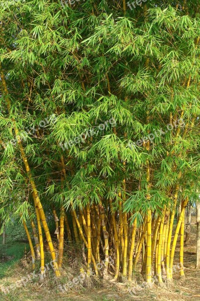 Golden Bamboo Striped Bamboo Bambusa Vulgaris Poaceae Bambusa Vulgaris Var