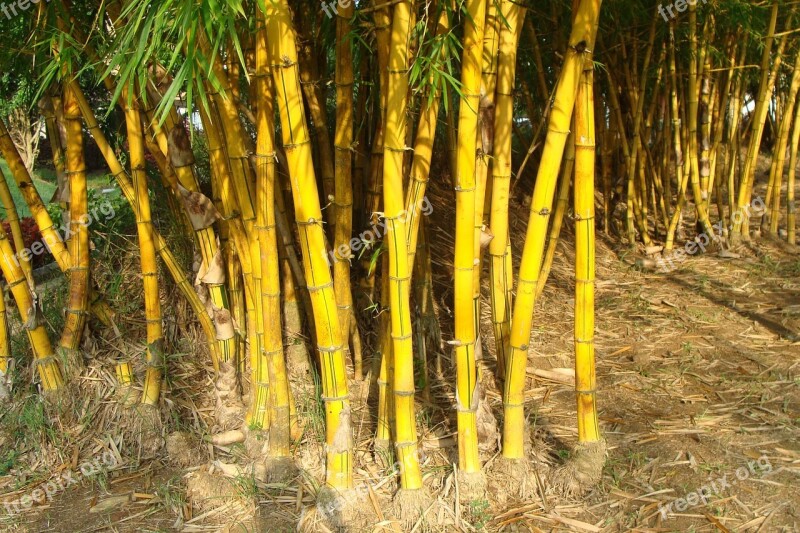 Golden Bamboo Striped Bamboo Bambusa Vulgaris Poaceae Bambusa Vulgaris Var