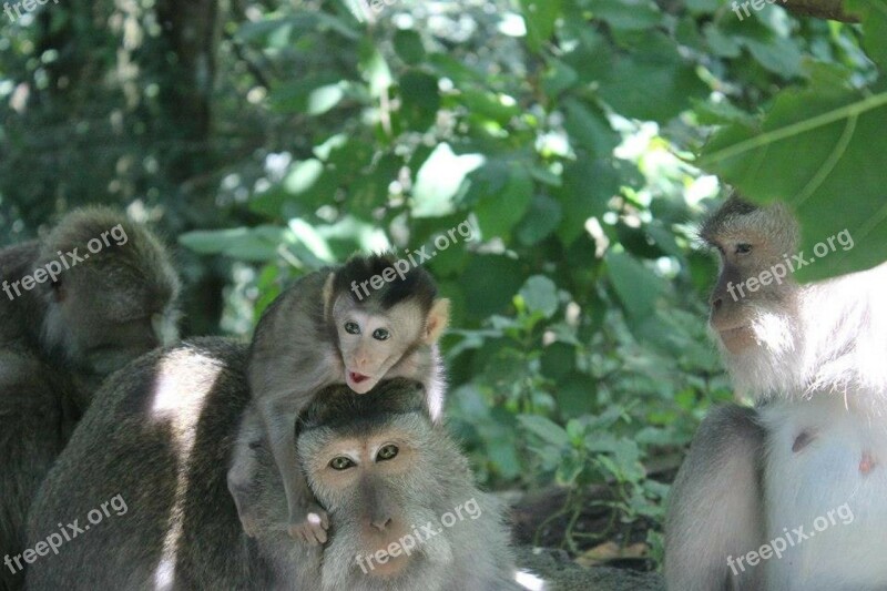 Bali Ubud Monkey Forest Baby Monkey