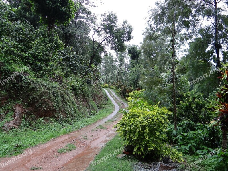 Trail Forest Coffee Plantation Coffea Robusta Madikeri