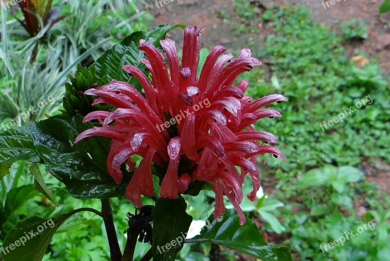 Pink Jacobinia Brazilian Plume King's Crown Plume Flower Justicia Carnea