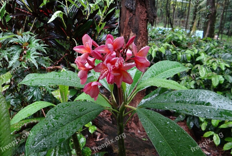 Plumeria Rubra Frangipani Red Frangipani Temple Tree Plumeria