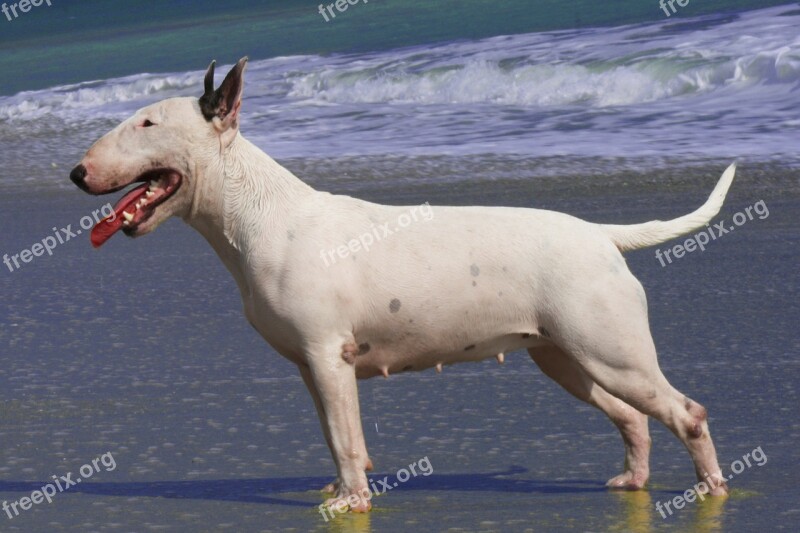 Bullterrier Dog Bitch Female Pet