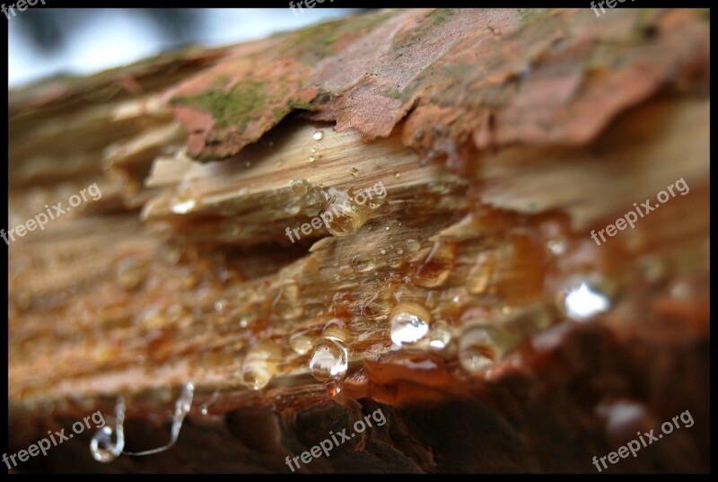 The Bark Tree Rosa Resin Wood