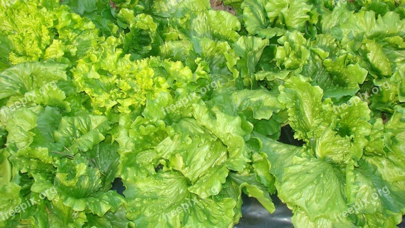 Lettuce Food Horta Nature Green