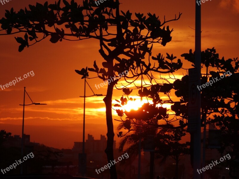 Beauty Sunset Sol Tree Nature