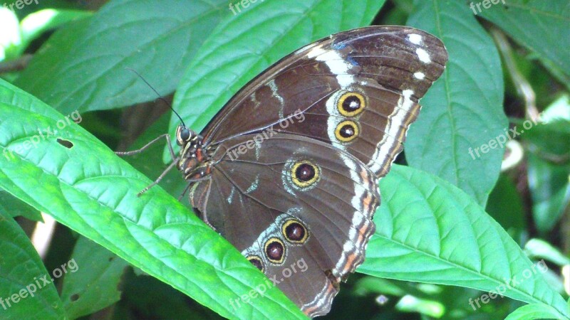 Butterfly Nature Green Forest Scenario