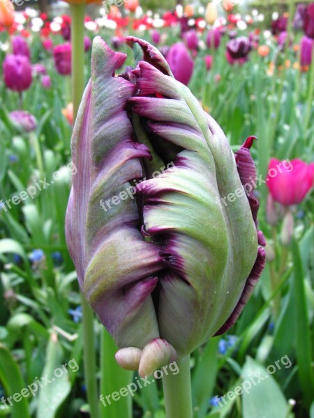 Tulip Violet Closed Spring Free Photos