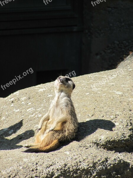 Meerkat Animal Sit Free Photos