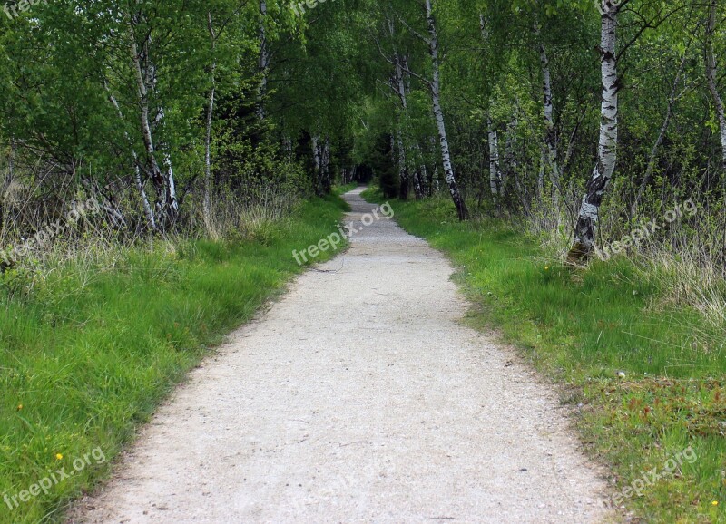 Away Forest Path Trail Birch Avenue