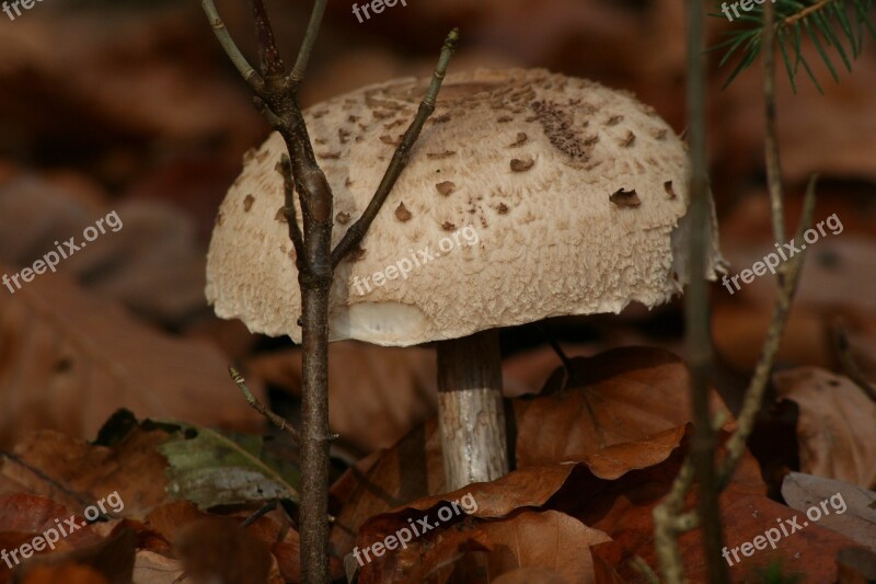 Mushroom White Mushroom Giant Mushroom Forest Fruit Forest