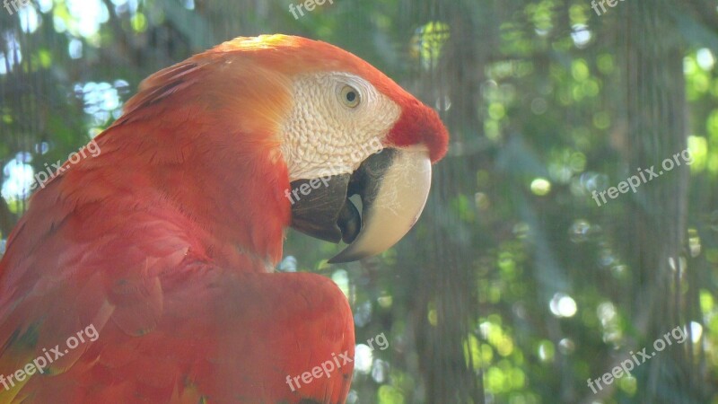 Arara Bird Animal Nature Forest