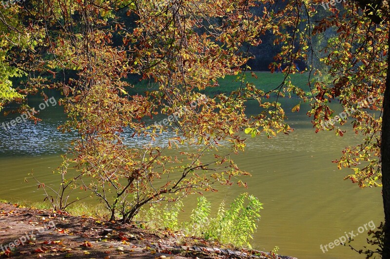 Autumn Lake Tree Leaves Nature