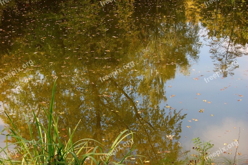 Pond Pools Trueb Mirroring Reed