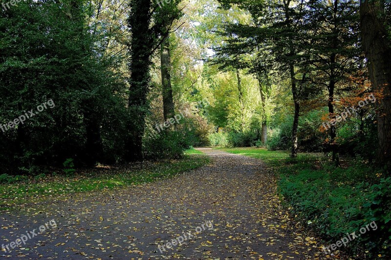 Forest Away Forest Path Mood Atmosphere