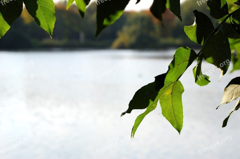 Lake Water Tree Leaves Gelsenkirchen