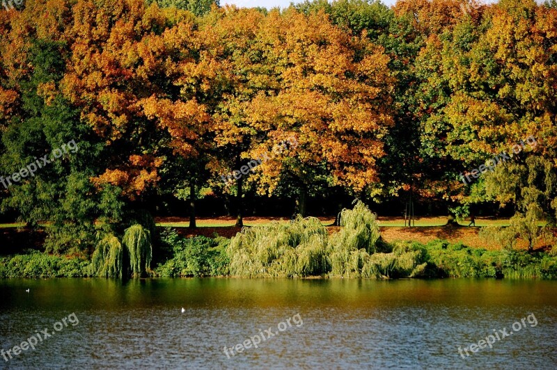 Lake Water Trees Forest Autumn Forest