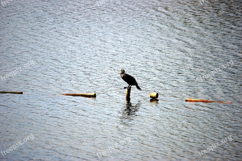 Lake Bird Water Animal Gelsenkirchen