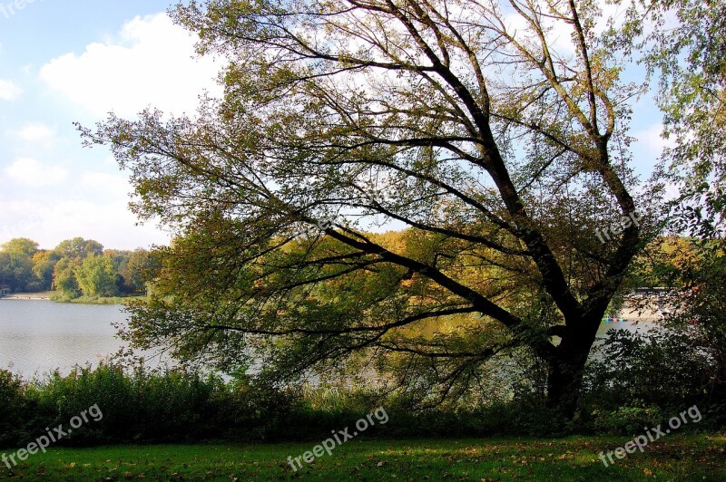 Lake Tree Autumn Windschief Meadow