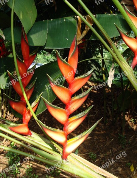 Erect Lobster Claw Erect Heliconia Heliconia Stricta Heliconiaceae Flower