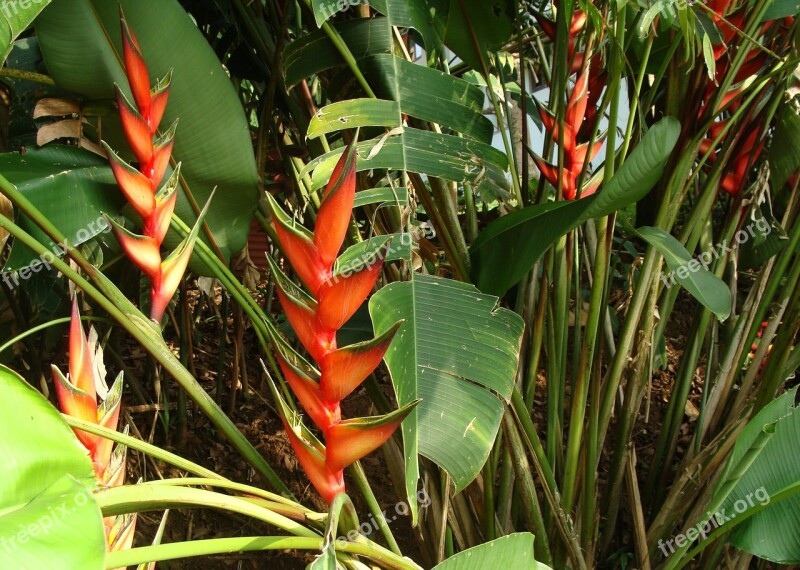 Erect Lobster Claw Erect Heliconia Heliconia Stricta Heliconiaceae Flower