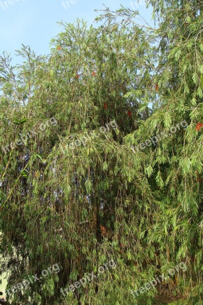 Weeping Bottle Brush Callistemon Viminalis Tree Flowers Myrtaceae