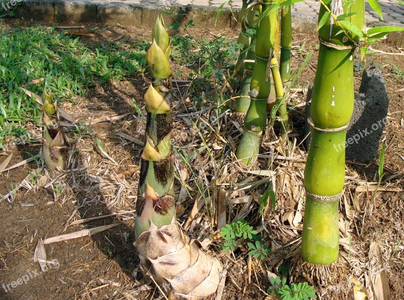 Bamboo Knotty Bambusa Vulgaris Giant Buddha's Belly Bamboo Shoot