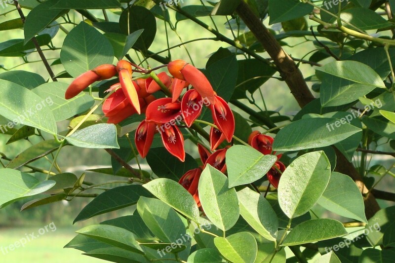 Cockspur Coral Tree Cry-baby Tree Flowers Buds Erythrina Crista-galli