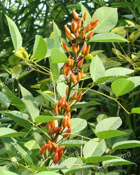 Cockspur Coral Tree Cry-baby Tree Buds Erythrina Crista-galli Fabaceae