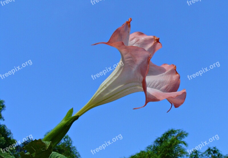 Peach Angel's Trumpet Salmon Angel's Trumpet Brugmansia Versicolor Solanaceae Mollis Flower