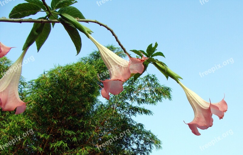 Peach Angel's Trumpet Salmon Angel's Trumpet Brugmansia Versicolor Solanaceae Mollis Flower