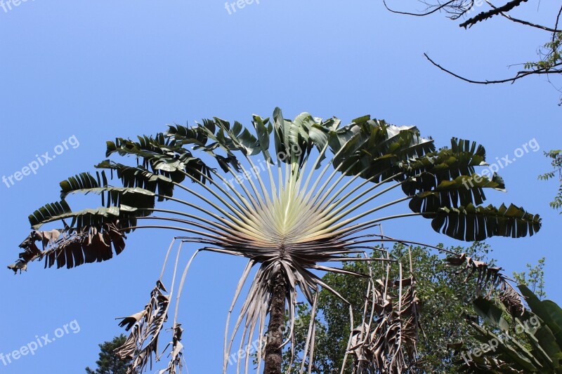 Palm Leaf Palm Palm Tree Exotic Tropical