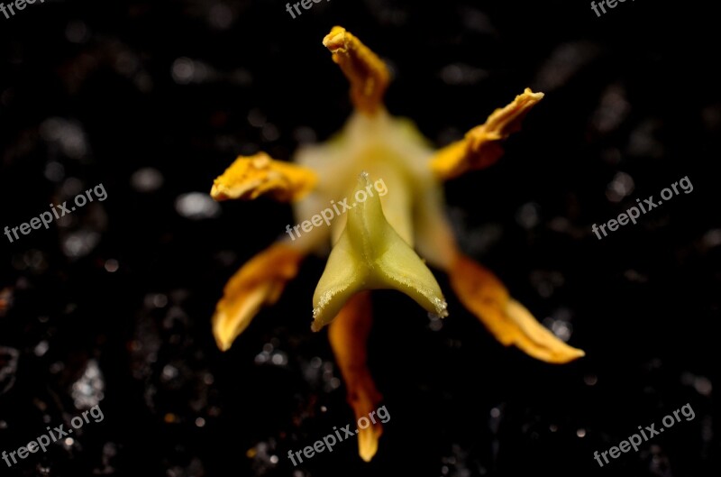 Stamens Macro Yellow Free Photos