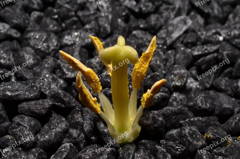 Macro Stamens Yellow Free Photos