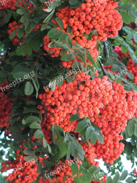 Rowan Orange Autumn September Berry