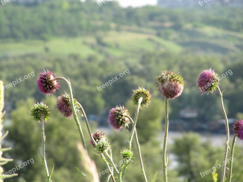 Budyak Thistle Pink Barb Bloom