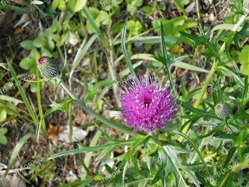 Thistle Pink Flower Purple Flowers Wild Grass Wild Flowers