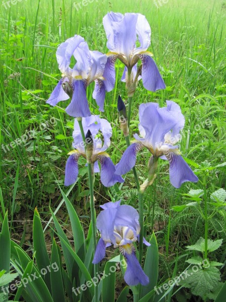 Irises Lilac Flower Iris Spring