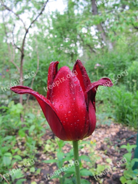 Tulip Flower Red Rosa Beautiful