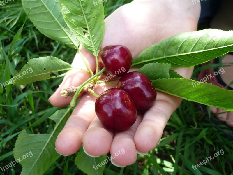 Cherries Hand Fruit Leaf Delicious