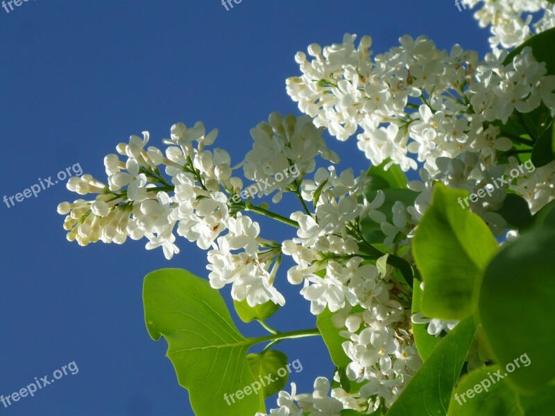 Lilac White Lilac Lilac Flower White Fliederblueten