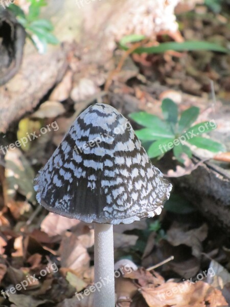 Mushroom Forest After The Rain Free Photos