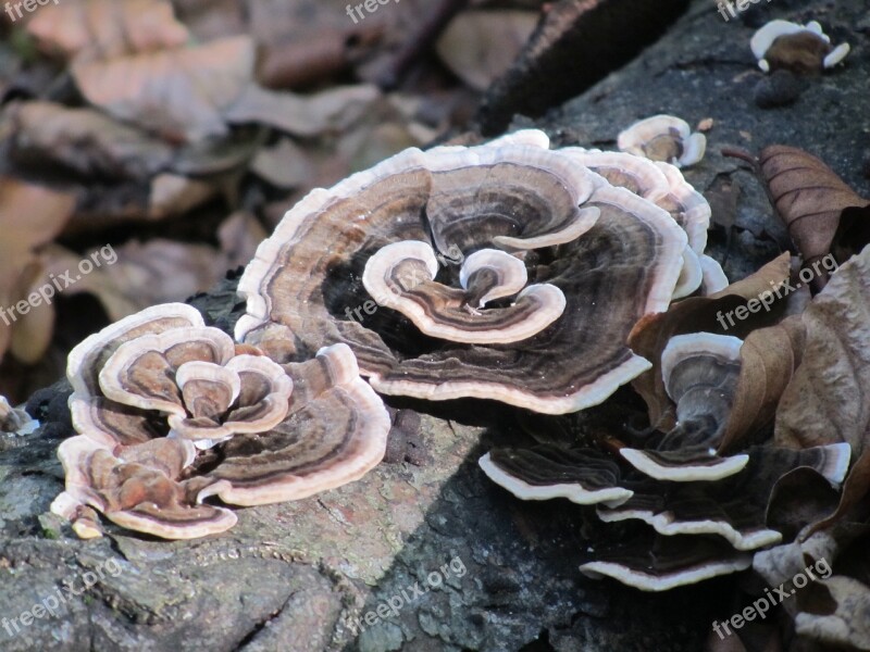 Spunk Mushroom Forest Free Photos