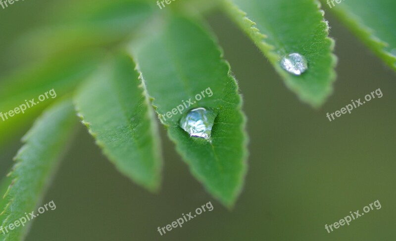 Ash Dew Drip Plant Rain