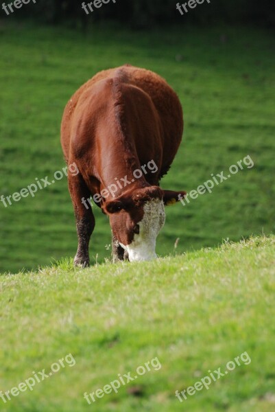 Cattle Cow Farm Animal Devon