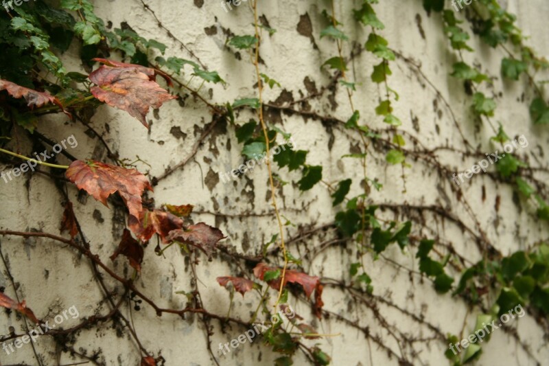 Ivy Korea Seoul Leaves Wall