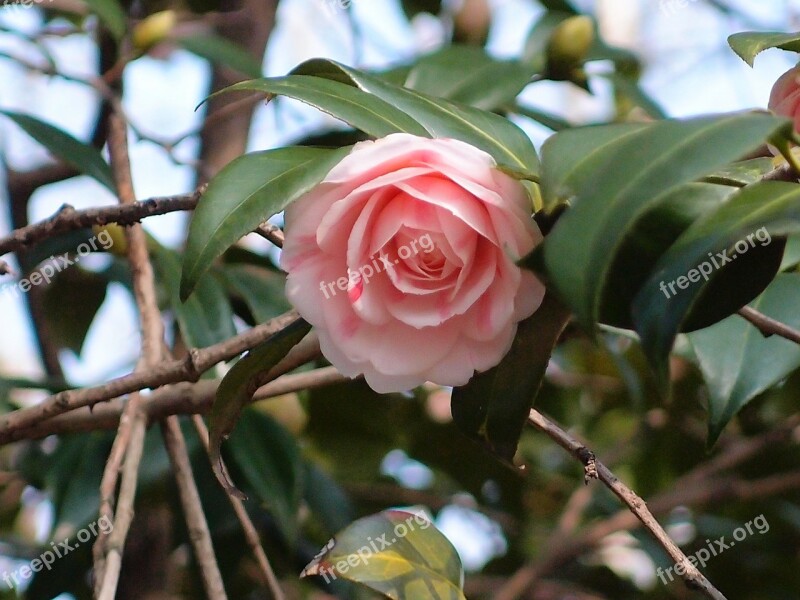 Gunsan Camellia Flower Fold The Camellia Flowers Free Photos