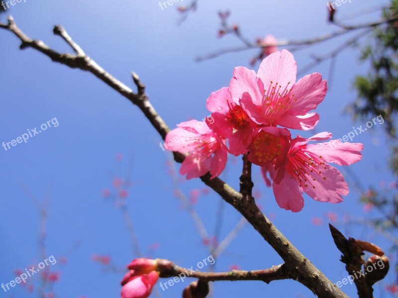 Cerasus Campanulata Blue Sky Red Flowers Free Photos