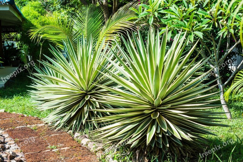 Agave Agavengewächs Plant Prickly Free Photos