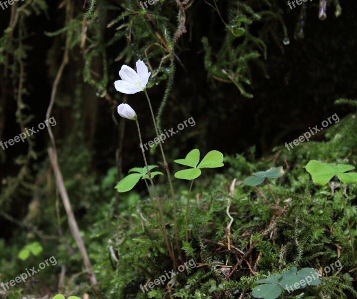 Forest Clover Common Wood Sorrel Blossom Bloom Flower